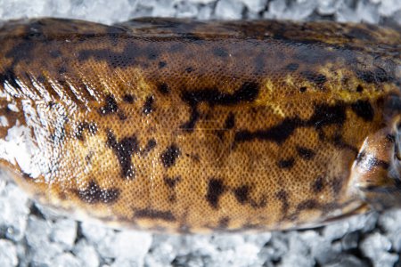 A close-up Burbot fish on Ice and black background. Fresh water fish from northern rivers.