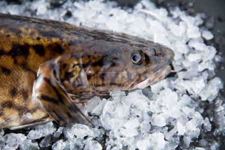 A close-up Burbot fish on Ice and black background. Fresh water fish from northern rivers.