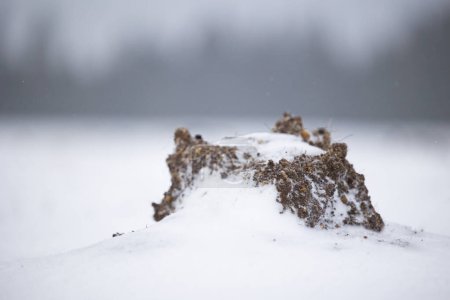 Foto de Molehill cubierto de nieve en un prado de montaña nevado con bosque en el fondo. - Imagen libre de derechos