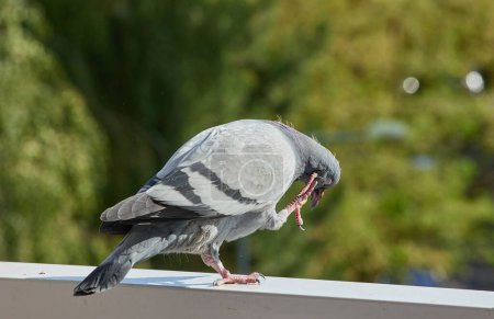 Pigeon adulte sur un balcon effectuant l'hygiène du matin