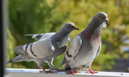 Adult pigeon regurgitates pigeon milk to feed its chick on a city ledge.