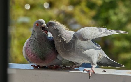 Pigeon adulte régurgite le lait de pigeon pour nourrir son poussin sur un rebord de ville.