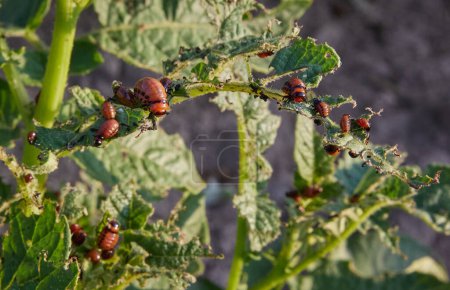Foto de Varias etapas de desarrollo del escarabajo de la patata de Colorado, Leptinotarsa decemlineata, observadas en un tallo de planta de patata gravemente dañado, Solanum tuberosum. - Imagen libre de derechos