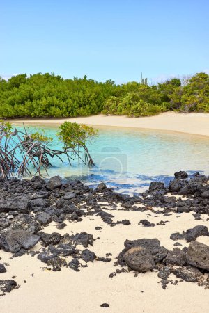 Playa con manglares en una hermosa isla deshabitada, foco selectivo, Islas Galápagos, Ecuador.