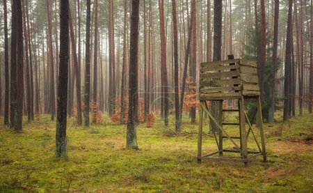 Photo of a deer hunting stand in a forest.