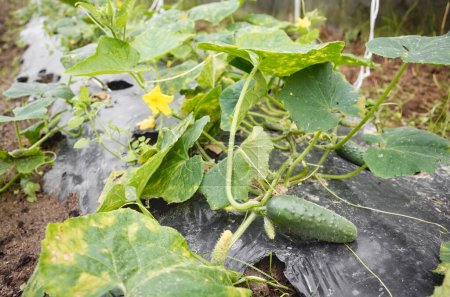 Imagen de cerca del pepino en el parche cubierto con mantillo de plástico, cultivo de invernadero, enfoque selectivo.