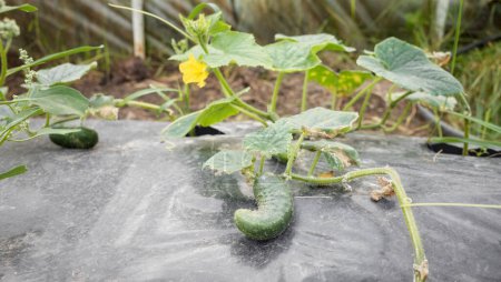 Close up picture of cucumber on patch covered with plastic mulch, greenhouse cultivation, selective focus.