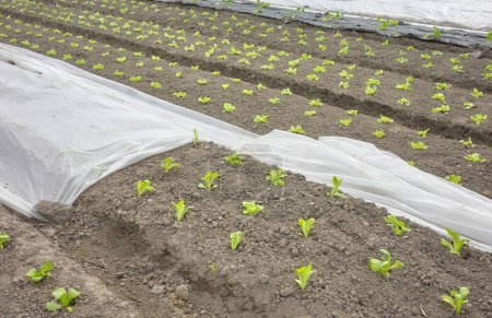 Organic vegetable farm with nonwoven agrotextile covering plants, focus on the foreground.