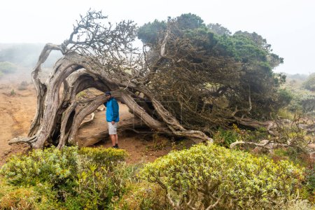 Téléchargez les photos : Randonneur visitant un arbre Sabinar tordu par le vent à El Hierro. Pays-Bas - en image libre de droit