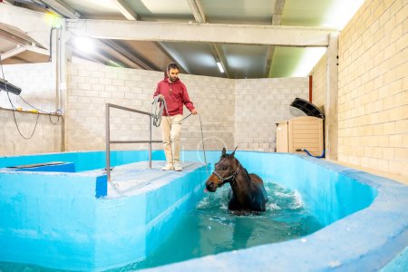Centre de réadaptation pour animaux après blessures sportives avec piscine pour hydrothérapie