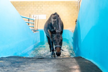 Promenade à cheval en cours de réhabilitation dans une piscine dans un centre d'hydrothérapie