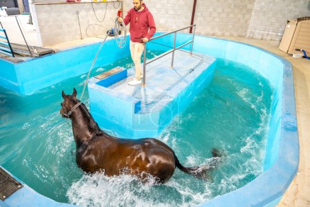 Tierarzt und Pferd beim Gassigehen während einer Hydrotherapie auf einem Wasserlaufband