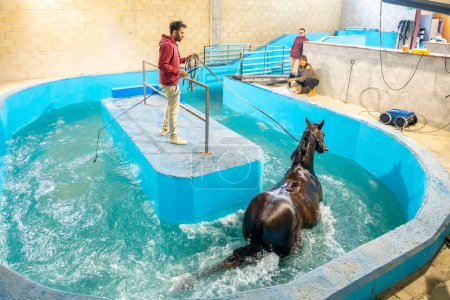 Blick aus der Vogelperspektive auf ein Pferd, das in einem Hydrotherapiezentrum mit Hilfe eines Tierarztes auf einem Laufband läuft