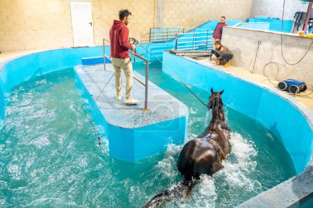 Téléchargez les photos : Vue en angle élevé d'un centre d'hydrothérapie pour animaux avec un cheval à l'intérieur d'une eau pendant la thérapie - en image libre de droit