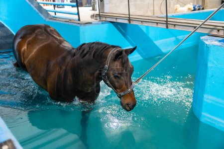 Téléchargez les photos : Cheval en aqua thérapie dans une piscine attachée avec une corde - en image libre de droit