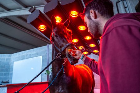 Foto de Secado de caballos bajo las luces de un solarium ecuestre y un hombre acariciándolo - Imagen libre de derechos