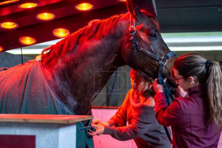 Foto de Paño que protege la piel de un caballo que se seca bajo el solarium con la compañía de dos mujeres - Imagen libre de derechos