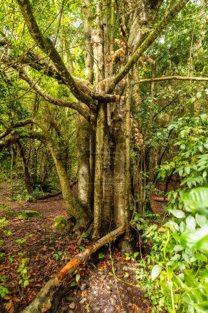 Foto de Hermoso árbol en el bosque Laurisilva de Los tilos de Moya en Doramas, Gran Canaria - Imagen libre de derechos