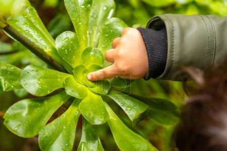 Ein Kind berührt eine Pflanze im Laurisilva-Wald von Los tilos de Moya auf Doramas, Gran Canaria