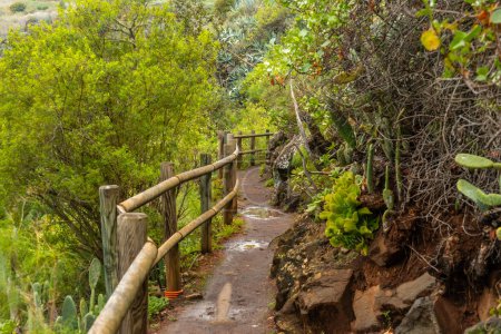 Hermoso sendero en el bosque Laurisilva de Los tilos de Moya, Gran Canaria