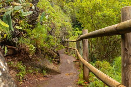 Schöner Wanderweg im Laurisilva-Wald von Los tilos de Moya, Gran Canaria
