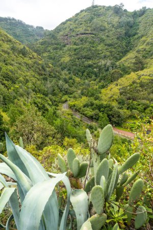 Schöne Aussicht von oben auf den Laurisilva-Wald von Los tilos de Moya, Gran Canaria