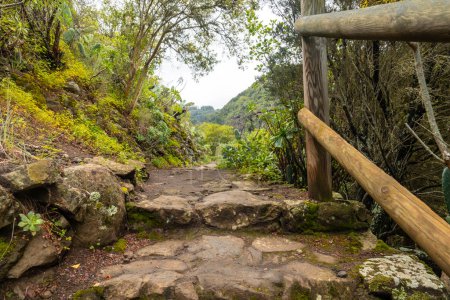 Hermoso sendero en el bosque Laurisilva de Los tilos de Moya, Gran Canaria