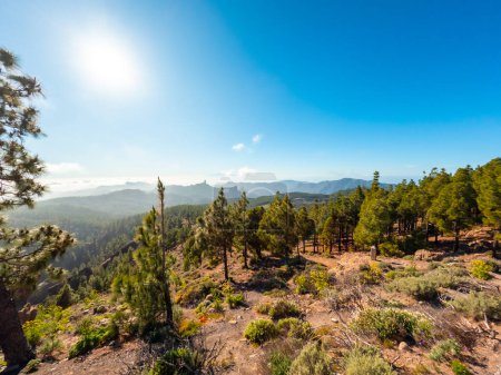 Landschaften voller Kiefern auf einem Aussichtspunkt des Roque Nublo auf Gran Canaria, Kanarische Inseln