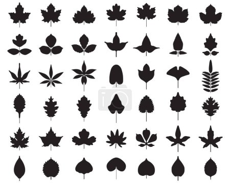 Photo for Silhouettes of foliage on a white background - Royalty Free Image