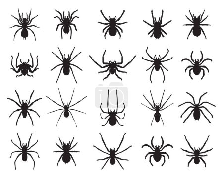 Photo for Black silhouettes of spiders on white background - Royalty Free Image