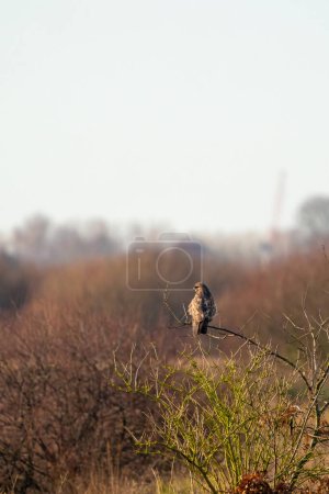 Photo for Impressive common buzzard, buteo buteo, sitting on branch in autumn with copy space. Feathered animal with white and brown plumage. - Royalty Free Image