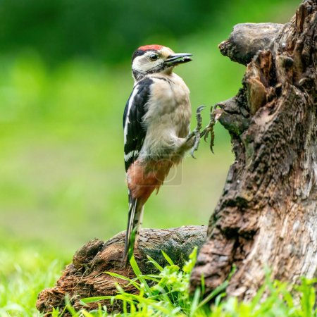 Foto de Un pájaro carpintero divertido salta sobre un tronco de árbol. Fondo natural verde. Naturaleza colores verdes. - Imagen libre de derechos