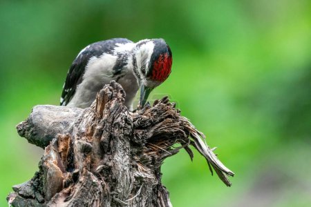 Great woodpecker, Dendrocopos major, male of this large bird sitting on tree stump, red feathers, green diffuse background, wild nature scene.