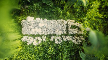 Photo for Artistic 3d rendering of an eco-friendly truck made of mushrooms in a moss and fern environment, symbolizing green logistics and sustainable transportation. - Royalty Free Image