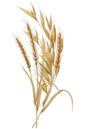 Téléchargez les photos : Watercolor spikelets of wheat, rye, barley, grains on a white background. High quality illustration - en image libre de droit