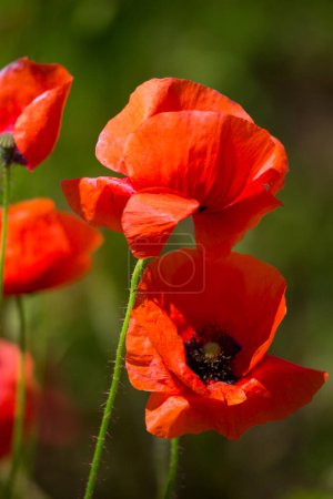 Photo for Red poppies field in Germany. Papaver somniferum flowers and seed head. Poppy sleeping pills, opium - Royalty Free Image