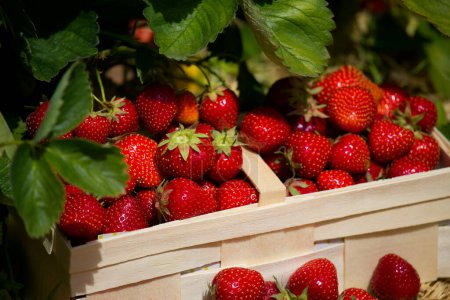 Caja con fresas frescas maduras en campo de fresas granja de frutas