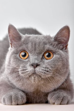 Téléchargez les photos : Close-up portrait of british gray cat on white background sits quietly and looks with interest. purebred pet cat for advertising feed. serious confident pet - en image libre de droit