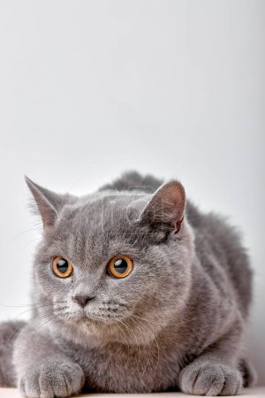 Téléchargez les photos : Portrait of british gray cat on white background sits quietly and looks with interest. purebred pet cat for advertising feed. serious confident pet close up. - en image libre de droit