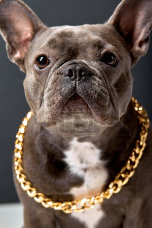 Téléchargez les photos : Close-up portrait of french bulldog with chain posing at camera looking serious and confident. copy space. domestic animal is fashionable and stylish - en image libre de droit