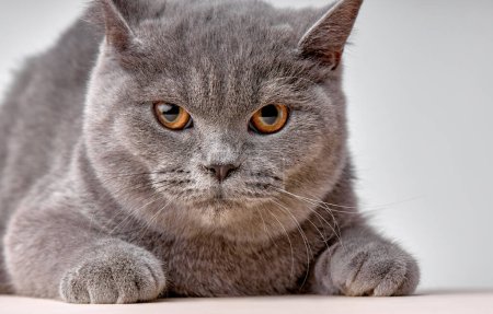 Téléchargez les photos : Serious confident british gray cat cat lies. Isolated on abstract white background. Veterinary and advertising mockup. Detailed studio closeup portrait - en image libre de droit