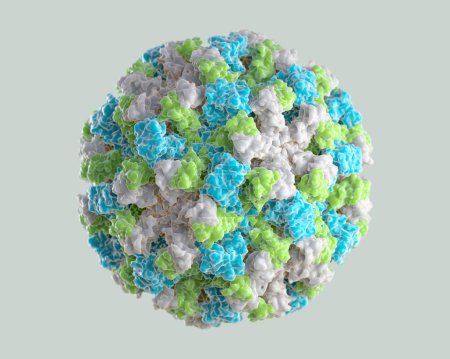 Photo for 3D graphical representation of a single Norovirus virion. The different colors represent different regions of the organism's outer protein shell, or capsid. 3D illustration - Royalty Free Image