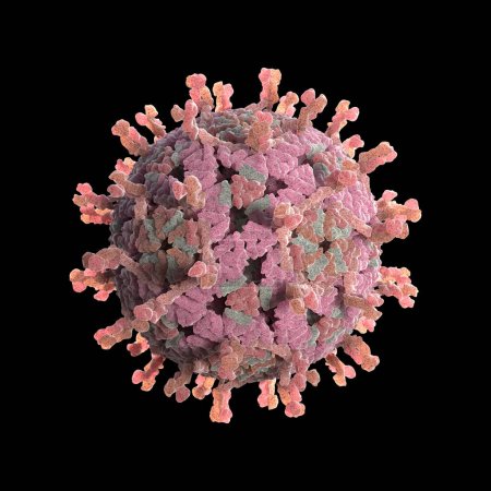 Photo for Rotavirus is a very contagious virus that causes diarrhea. 3D illustration - Royalty Free Image