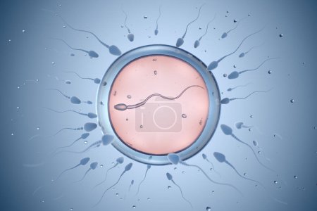 Darstellung von Sperma und Eizelle. 3D-Illustration