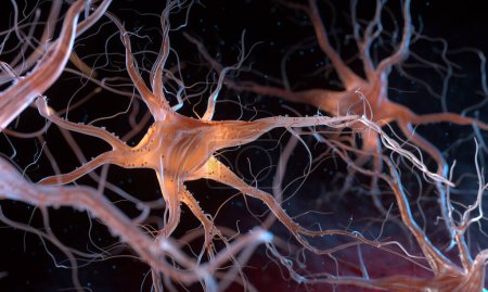 Photo for Neurons also known as neurones or nerve cells. Neurons transmit information between different parts of the brain and between the brain and the rest of the nervous system. 3d illustration - Royalty Free Image