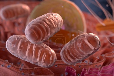 Photo for Mitochondria in a cell. 3d animation - Royalty Free Image