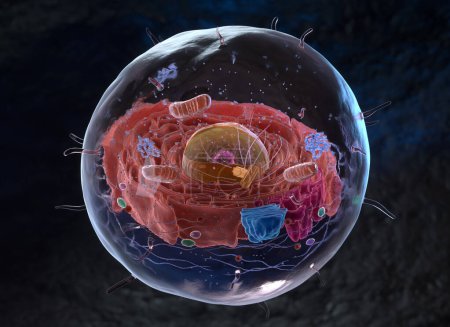 Foto de Organelos dentro de un eucariote o célula eucariota. ilustración 3d - Imagen libre de derechos