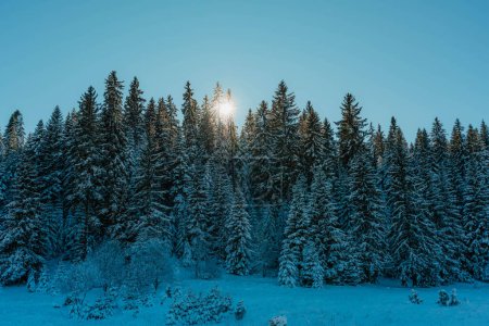 Foto de Parque de montañas de nieve y árboles congelados en Europa - Imagen libre de derechos