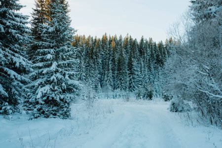 Foto de Parque de montañas de nieve y árboles congelados en Europa - Imagen libre de derechos