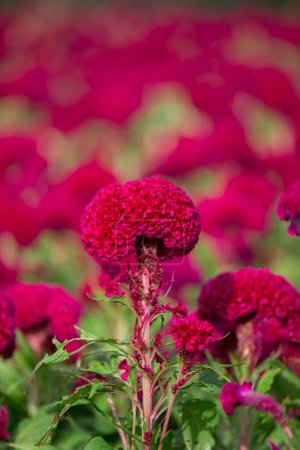 Close up Crested celosin flower in garden, Red Crested celosin flower.